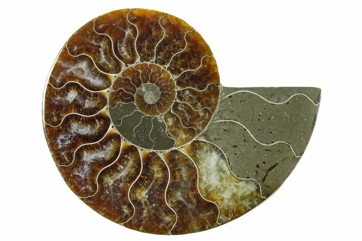 Cut & Polished Ammonite Fossil (Half) - Madagascar #354184